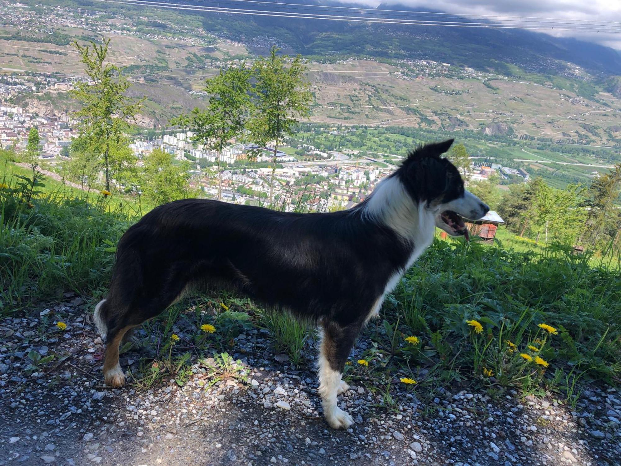 Domaine Bellevie BnB Vex Esterno foto
